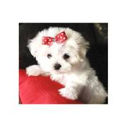 Adorable Maltese Puppies For Free Adoption 