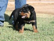 Rottweiler puppies for adoption 