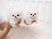 Crystal Tiny Pom puppies.